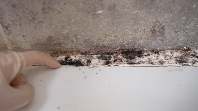Reliable Bourbon, MO Mold Removal Solutions